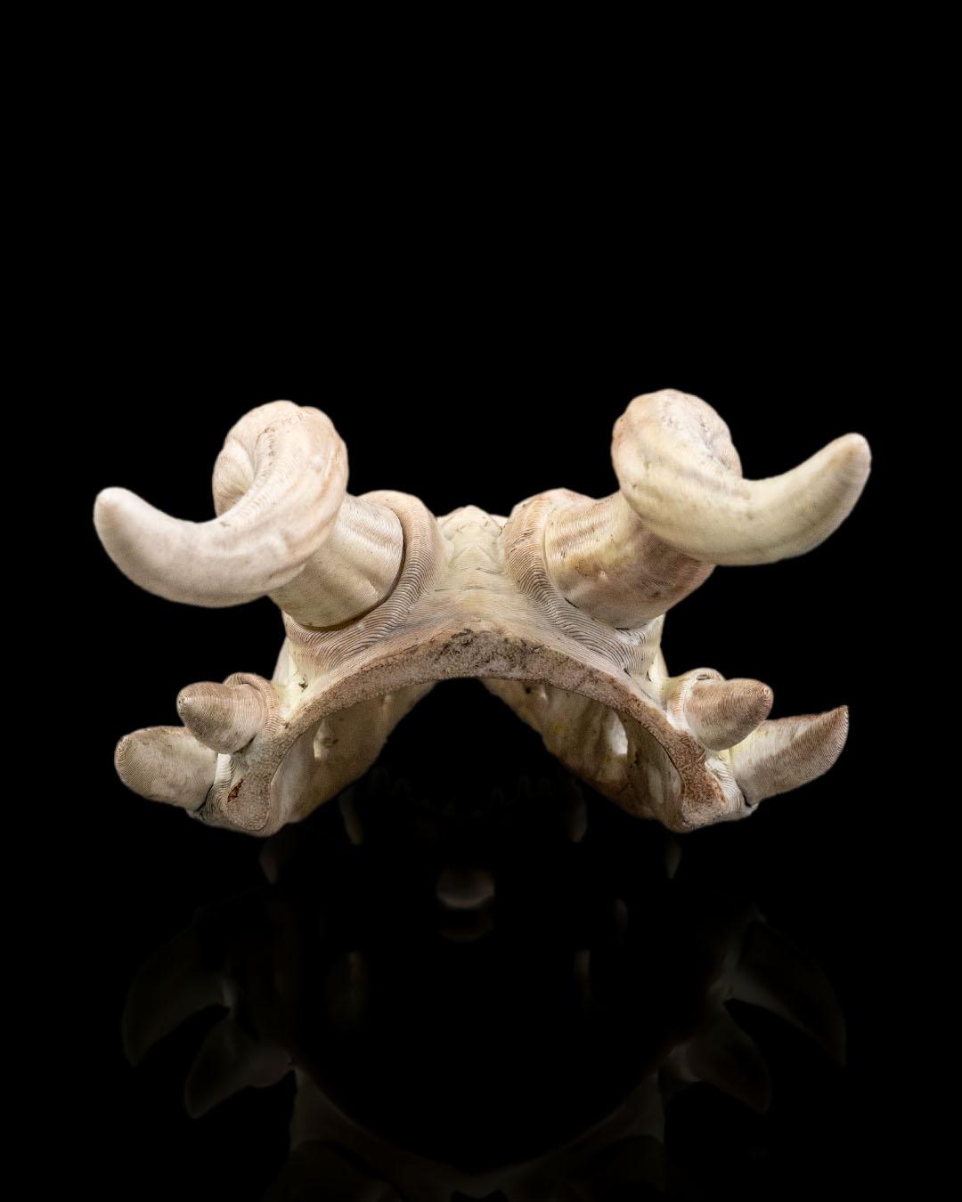 Bone Trophy Hair Pin