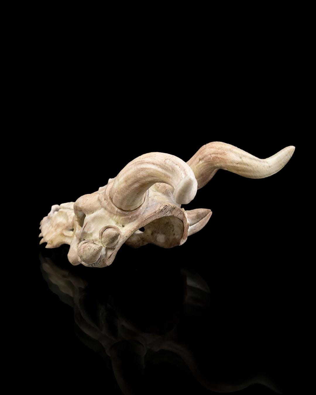 Bone Trophy Hair Pin